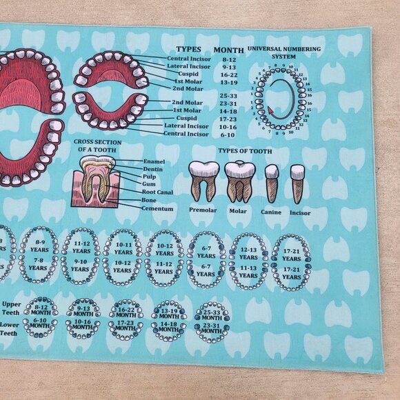 Orthodontist Chart Area Rug Dentist Mat - Picture 8 of 13